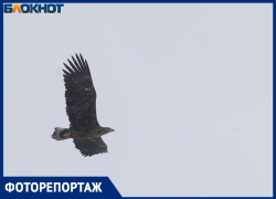 Самую крупную хищную птицу России заметил фотограф в центре Волгограда