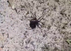 Ребенка спасают после укуса смертельно опасного паука в Волгоградской области 