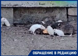 Полчища крыс устроили пир в Волгограде – видео 
