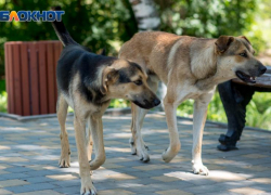 Дело укушенного бездомной собакой 4-летнего расследуют в Волгограде 