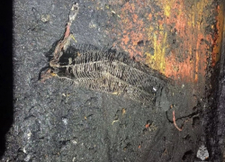 Пожар забрал жизнь супружеской пары под Волгоградом