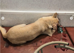 «Один глаз вытек, хотели убить»: в Волгограде живьём закопали избитую собаку