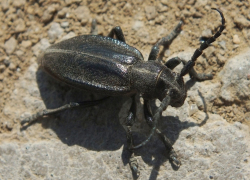 "Матерящиеся" жуки-корнееды вредят волгоградцам