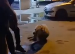 Схватка алабая и волгоградца попала на видео - собака истекла кровью до смерти