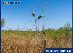 Засыхающие среди камышей саженцы после реабилитации озера в Волгоградской области показал фотограф