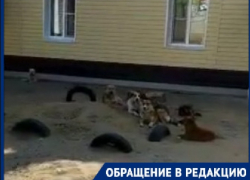 Город под Волгоградом держит в страхе свора бездомных собак: видео