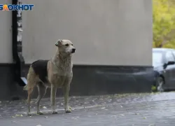 Полмиллиона потратят на шесть бездомных собак под Волгоградом