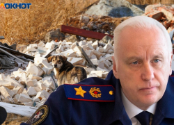 Бросаются сзади: уголовное дело завели в Волгограде после нападения бродячих собак 