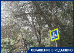 На грязную дорогу и массовый сухостой рядом с медколледжем и школой №34 жалуются волгоградцы