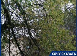 УК «Гала Парк» два месяца игнорирует повисшую на проводах ветку во дворе Волгограда