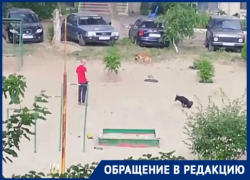 Запретить собачникам гулять на детской площадке требуют в Волгограде