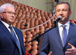 Миллиарды на яйцах: как депутаты сделали процветающей загнувшуюся птицефабрику под Волгоградом