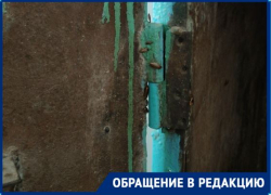 «Старые дохнут, новые появляются»: распоясавшиеся тараканы стали кошмаром волгоградской многоэтажки 