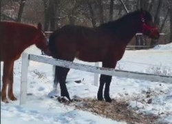 Жалобу написал аноним на волгоградский конный клуб, где убили и травили лошадей 