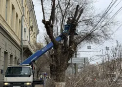 "Опомнились": декабрьскую опилку начали в Волгограде после штормового деревопада 
