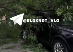 «Люди успели отбежать»: штормовой ветер рушит деревья в Волгограде