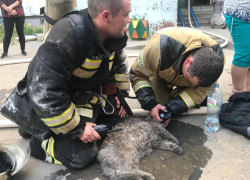 В Волгограде при пожаре на 8-й Воздушной Армии пришлось спасать кошку с помощью дыхательного аппарата