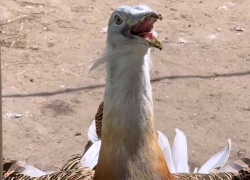 Редкие яйца скупает по 5000 рублей за штуку волгоградский миллиардер