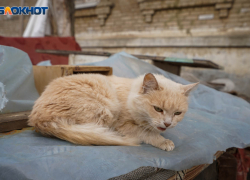 Более 8 тысяч волгоградцев заподозрили у себя бешенство 