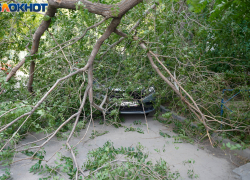 Гигантское дерево рухнуло на припаркованную машину в Волгограде