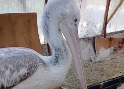 Разговаривающего пеликана сняли на видео в Волгограде 