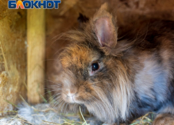 Волгоградец коварно убил символ 2023 года