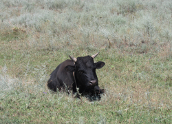 Корова заразилась бешенством после прививки в Волгоградской области 