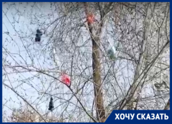 «Каждый день на деревьях новые трусы»: волгоградка о пешеходной дороге