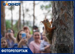 Пять белок поселили в волгоградском ЦПКиО