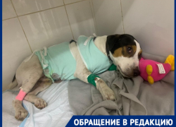 Породистому псу разорвало печень из-за конфликта волгоградцев на пляже 