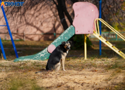 Рецидивист жестоко убил собаку на глазах у детей под Волгоградом
