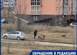 Кормят ведрами еды и уезжают: старушки заботятся о бросающихся на детей собаках в Волгограде