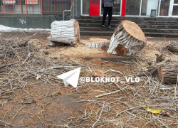 Массовую вырубку деревьев сняли на видео в Волгограде