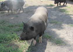 Волгоградка оказалась в больнице после нападения свиньи