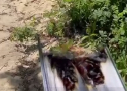 У мечети в Волгограде неизвестные сожгли Коран