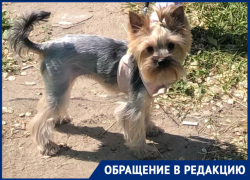 Жертвами разбросанной по Волгограду отравы становятся домашние собаки 