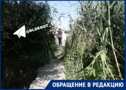 Осенью они горят: пенсионеры блуждают по зарослям камыша в поисках волгоградской поликлиники