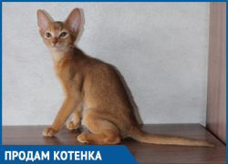 Дорогостоящие котята выставлены на продажу в Волгограде