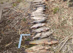До пяти лет лишения свободы грозит волгоградцам за ловлю 18 кг рыбы