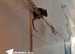 «Они теперь над головой»: крысы-гиганты добрались до 9 этажа в Волгограде