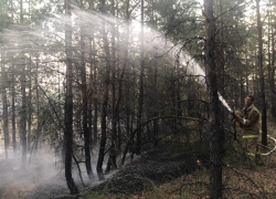 Под Волгоградом горит 200 гектаров леса: фото и видео