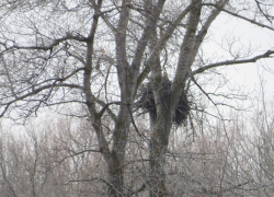 В природном парке в Волгоградской области искали выхухоль, а нашли краснокнижного орлана-белохвоста