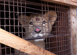 В Волгограде задержали "ГАЗель" со львятами, пумой и обезьяной 