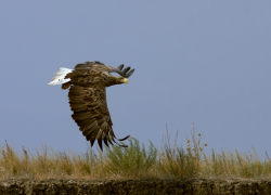 Поиски редких птиц развернули в Волгоградской области 