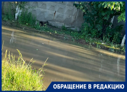 «Ждете, пока отравимся и сдохнем?»: фекальное ЧП сняли на видео в Волгограде