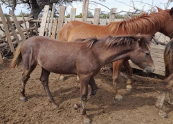 Мини-табун лошадей продают поштучно с торгов в Волгограде: цену посчитали на вес