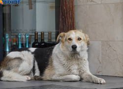Змеиное гнездо, а в середине — главный шакал: активиста затравили в суде под Волгоградом