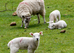 В Волгоградской области пастух заплатит более миллиона за вытоптанное овцами луковое поле