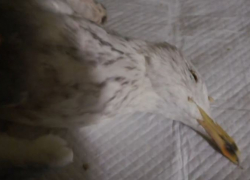 Умерли четыре птицы, избили собаку: подробности нападения на зооприют в Волгограде