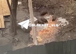 Гастарбайтеры приручают крыс во дворе Волгограда – видео